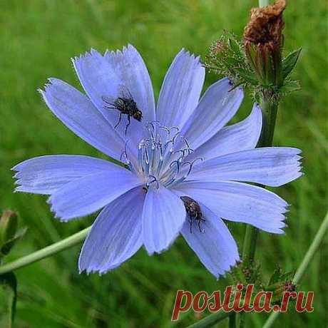 Кровь с молоком | Друг пенсионера
Хочу рассказать, как я вылечила внука от малокровия и упадка сил. Парню 18 лет, почти взрослый, но на самом деле ребенок ребенком. Уехал в прошлом году учиться в институт, и началось…