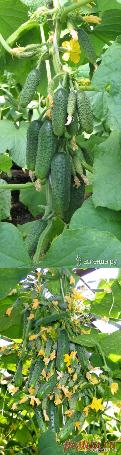 Суперпучковые сорта и гибриды огурцов: Группа Наши грядки
