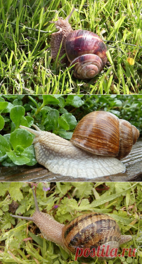 Дачное обозрение: Борьба с улитками