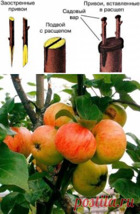 (39) Одноклассники