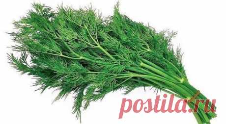 Укроп не так то прост...
В культуре укроп известен с древнейших времен. Его возделывали в Древнем Риме, Греции и Египте в качестве лекарственного, пряного и цветочного растения.
Один из врачей древности Махзам-уль-Адвия в «Сокровищнице лекарств» писал: «Отвар из листьев, стеблей и семян укропа (свежих и высушенных) пьют при рассеивании скопившихся испарений из всех органов и участков тела, а также от болей в спине, почках, мочевом пузыре, для усиления мочеотделения, для успокоения рези в живот