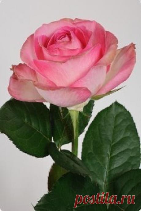 Сегодня праздник — День святой Татьяны!
И медлить с поздравлением не стану.
Желаю Вам я много-много счастья!
Друзей надежных, верных, настоящих.
Приятных встреч и самых добрых слов.
Побольше очень радостных звонков,
Здоровья крепкого и много долгих лет,
И каждый день в душе пусть будет свет!