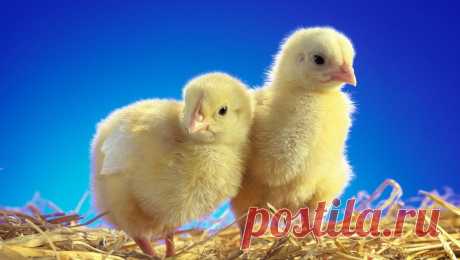 Обои Животные Куры, петухи, обои для рабочего стола, фотографии животные, куры, петухи Обои для рабочего стола, скачать обои картинки заставки на рабочий стол.