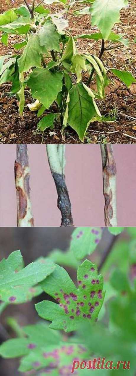 Распространенные болезни астр. Вредители астр. | Мое подворье