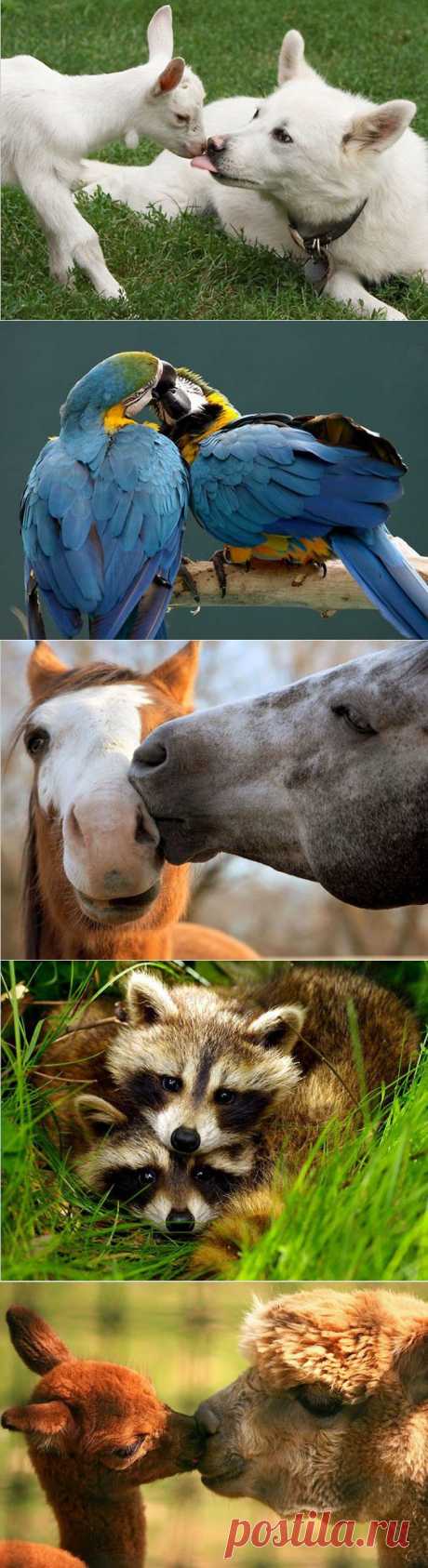 Давайте жить дружно!.