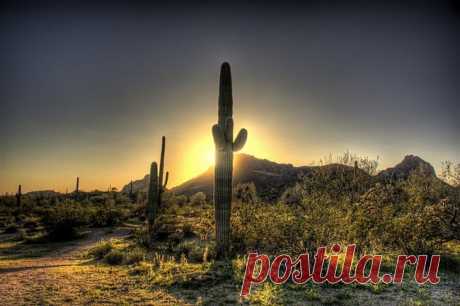 Гигантские кактусы сагуаро в пустыне Сонора - Путешествуем вместе