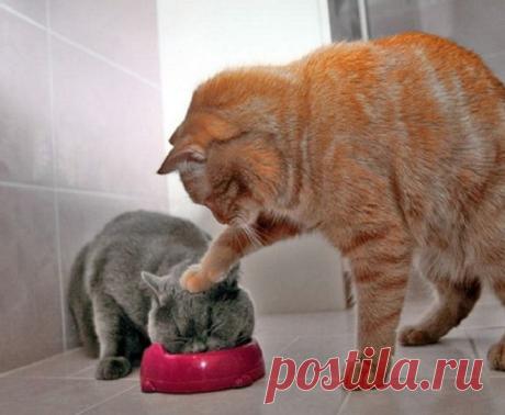 30 фото котов, сделанных в самый подходящий момент