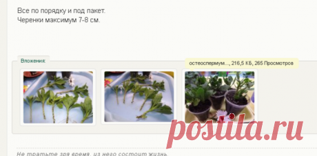 Остеоспермум | Страница 27 | Форум о строительстве и загородной жизни – FORUMHOUSE