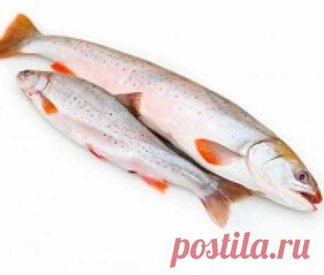 Голец: что за рыба, состав, калорийность, норма в день, польза Голец: что за рыба, где водится, описание, состав, калорийность, норма в день. Голец: польза и вред. Чем полезен голец для женщин, при беременности, для детей и пожилых людей. Как выбрать и как приготовить. Фото. Видео.