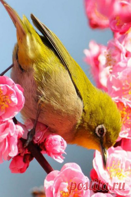 Когда цветут сады...