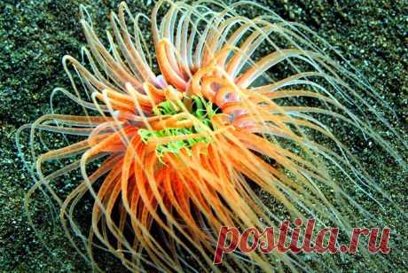 Прекрасные и удивительные коралловые рифы / Туристический спутник