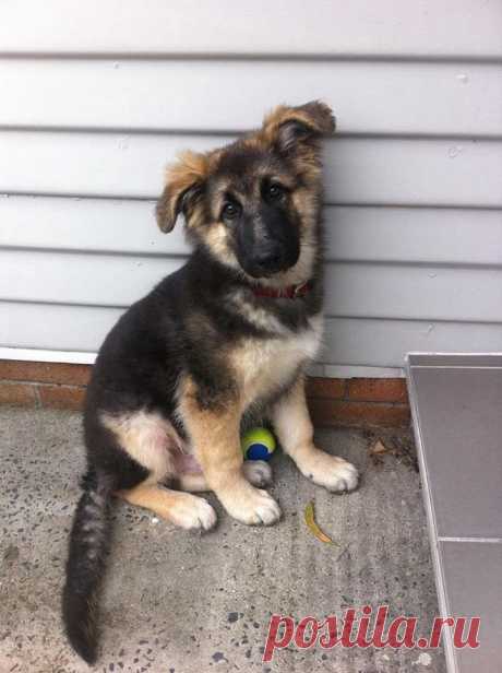 Очаровательные питомцы, которые очень не хотят чтобы вы уходили