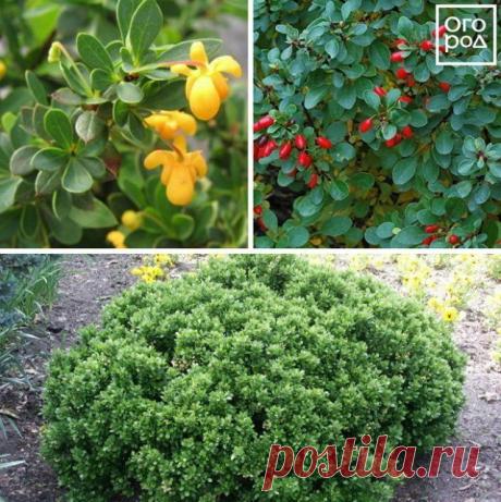 Чем заменить самшит – 5 вечнозеленых кустарников для красивого бордюра | Бордюры и дорожки (Огород.ru)