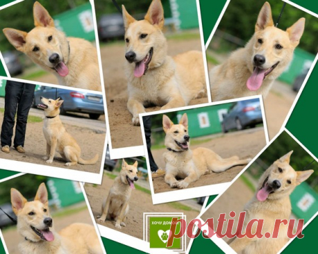 Санкт-Петербург. В дар. Щенок-подросток Розетта - Братья наши меньшие .Поможем! Пристроим! Спасем! - Группы Мой Мир