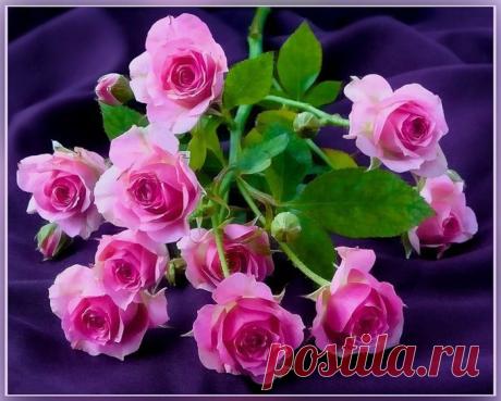 Божественные розы.