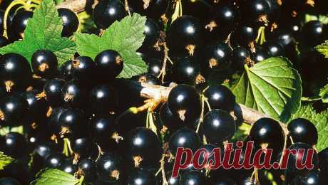 Какие сорта черной смородины приносят самые сладкие и крупные ягоды | Блог компании «Сады России» | Яндекс Дзен