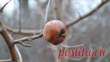 Яблони не плодоносят из-за неудобренной земли или нашествия вредителей — Домашние заботы