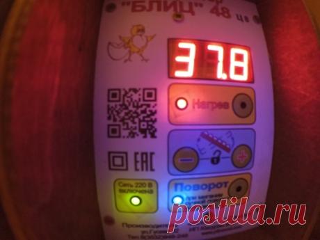 Режим инкубации перепелиных яиц // Инкубатор Блиц 48