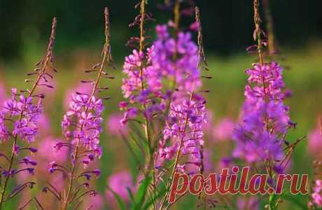 Как собирать, сушить и заваривать Иван чай в домашних условиях