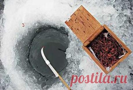 Рыбалка видео: Как ловить зимой - насадки и приманки