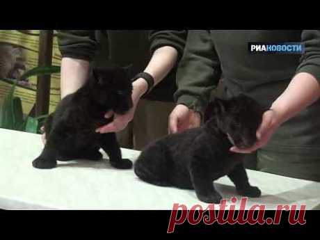 Ленинградский зоопарк показал черных детенышей ягуара..