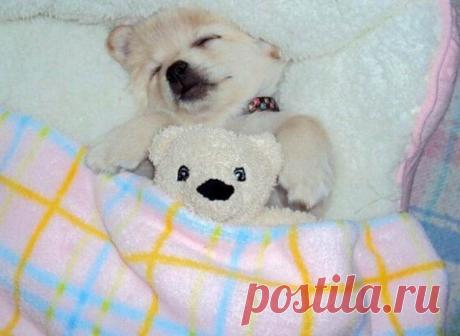 Тихий час у щеночков / Питомцы