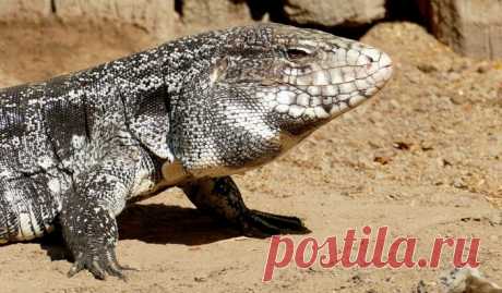 Snake-Sized Toxic Worms And Dog-Sized Lizards Invading US States - UNILAD