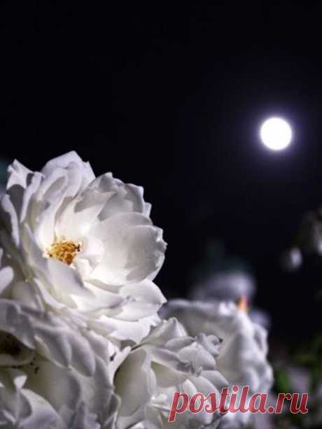 "Лунная ночь... Магия не в ней, а в нашем отношении к её бытию". К. Саймак...