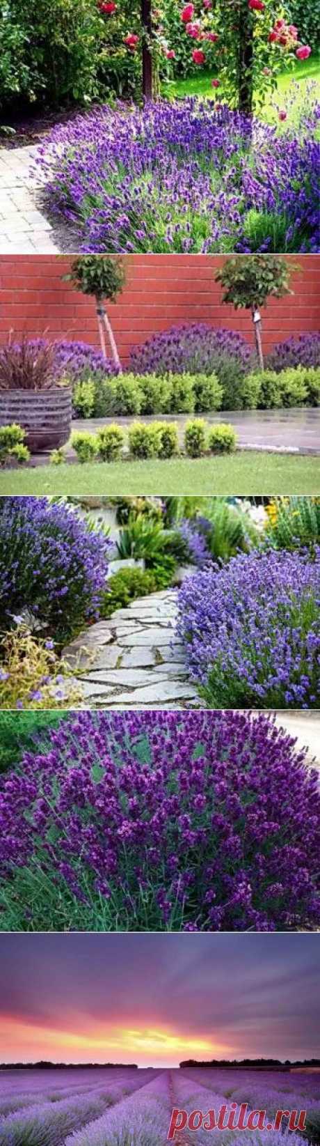 Выращивание лаванды из семян в открытом грунте | Дача - впрок