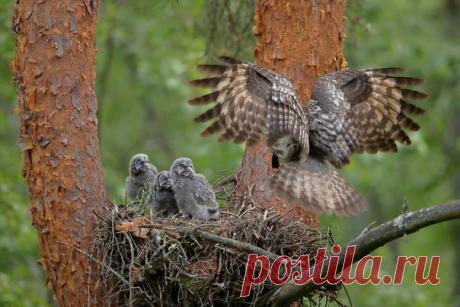 Семья бородатых неясытей в объективе Олега Махматкулова: nat-geo.ru/community/user/221524/ (Мимика птенцов достойна Оскара)