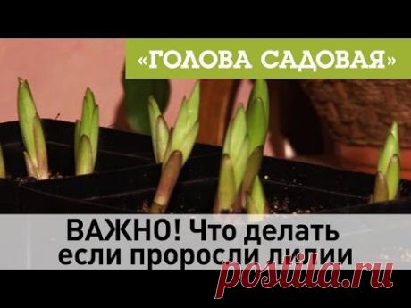 Голова садовая - ВАЖНО! Что делать если проросли лилии