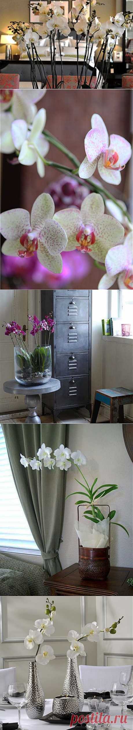 (+1) тема - Нежность и красота: орхидеи в интерьере | Интерьер и Дизайн
