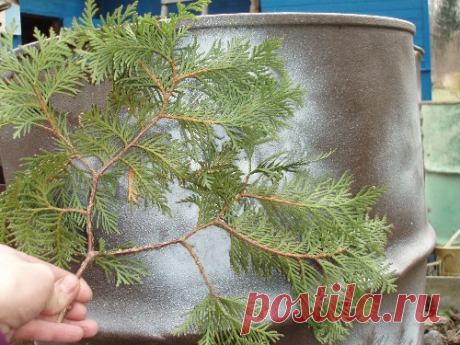 Как разукрасить бочки на даче фото. Декор садовых бочек | Dacha-live.ru