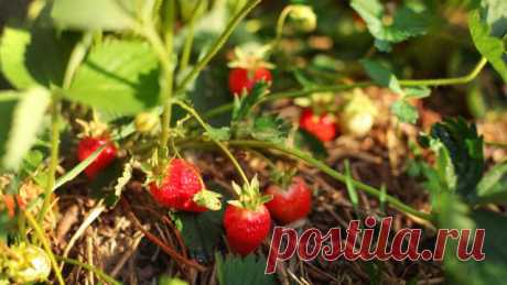 Что посадить под деревьями, или Как увеличить полезную площадь на очень маленьком участке