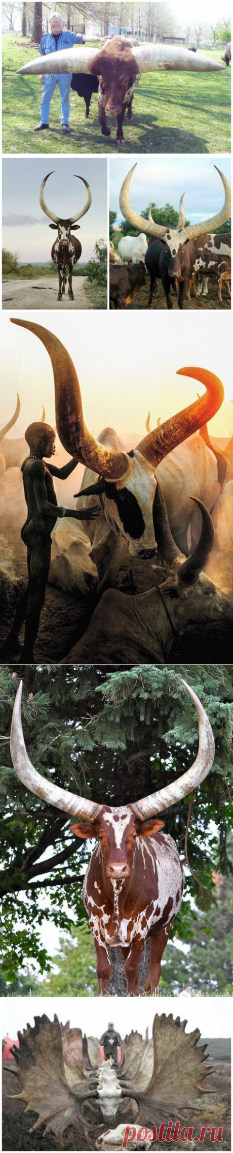 Самые рогатые
