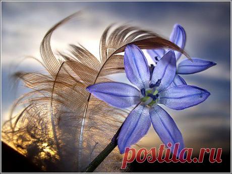 хопёр (Андрей) — «я согрею вас....сказало пёрышко...» на Яндекс.Фотках