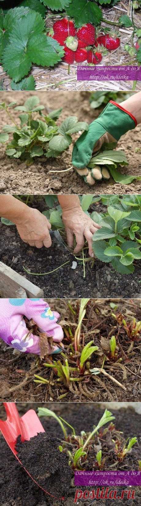 КЛУБНИКА: УХОД ПОСЛЕ СБОРА УРОЖАЯ. ПО-ША-ГО-ВО