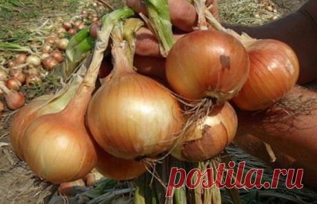 (32) Одноклассники