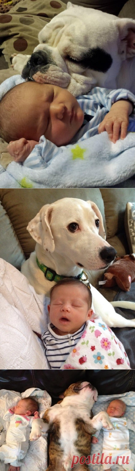 15 собак, которые просто обожают детей