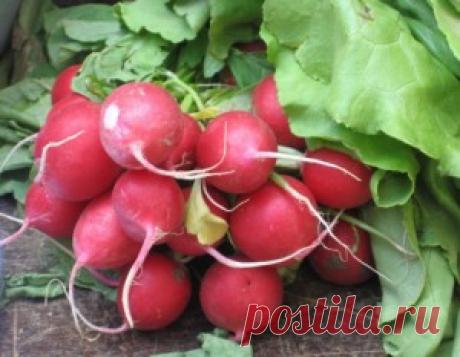 Как вырастить редис в открытом грунте