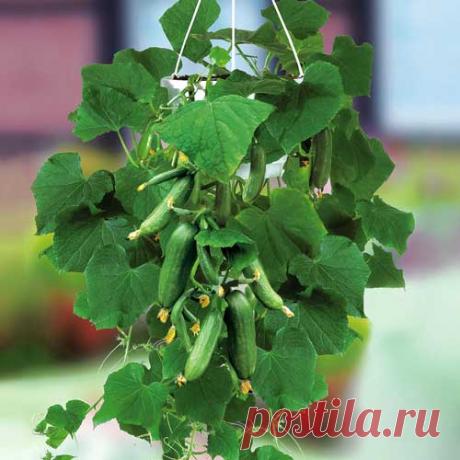 Огурец Балконное чудо F1, семена (9722): купить семена в Москве почтой в интернет магазине Беккер