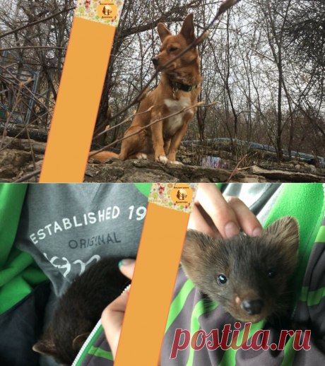 "Выбираем экзотическое домашнее животное" - как я поняла, что соболь - это не шуба, а член семьи | Воспитание девочек | Яндекс Дзен