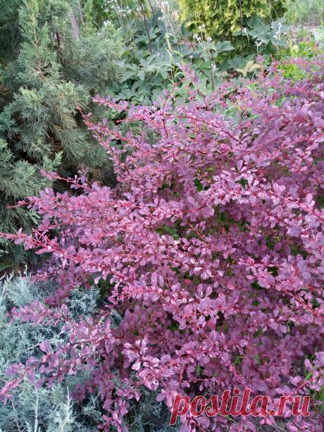 Барбарис Тунберга "Арлекин" (Berberis thunbergii "Harlequin")