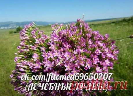 ЛЕЧЕБНЫЕ ТРАВЫ- Лечение народной медициной | ЗОЖ