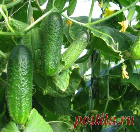 Основные ошибки при выращивании огурцов в теплице