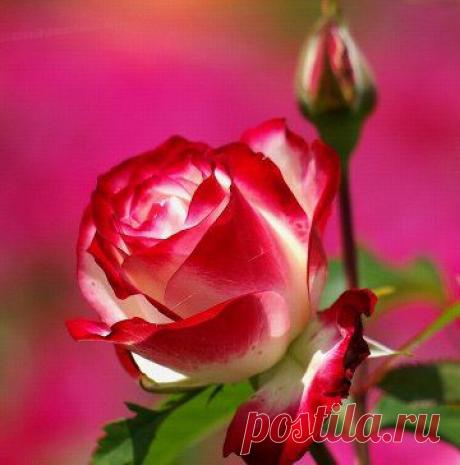 光る )))
— На твоей планете, — сказал Маленький принц, — люди выращивают в одном саду пять тысяч роз... и не находят того, что ищут...— Не находят, — согласился я.— А ведь то, чего они ищут, можно найти в одной-единственной розе... Антуан де Сент-Экзюпери, «Маленький принц»