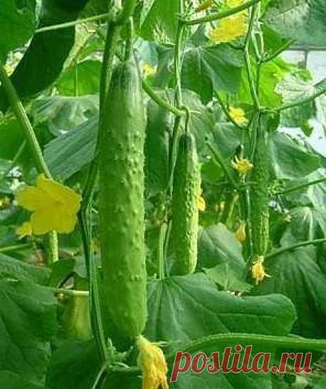 Огурцы-"аллигаторы"