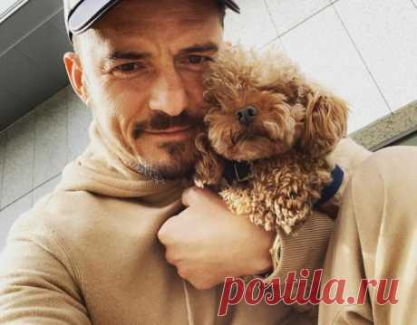 Орландо Блум огорчен: актер попросил поклонников помочь найти пропавшего питомца