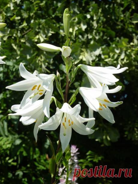 Лилия – фото, виды и сорта, описание, посадка и уход, болезни