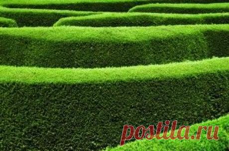 Кустарники для живой изгороди: быстрорастущие, декоративные, колючие